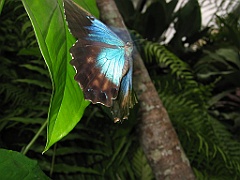 056 Kuranda Butterfly Sanctuary
